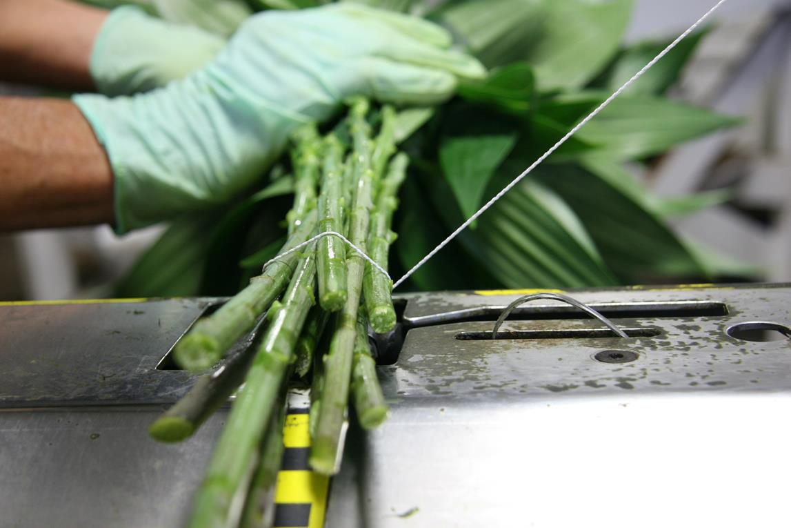 worker tying flower stems