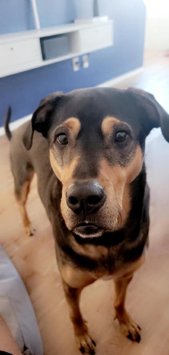 A dog named Echo
