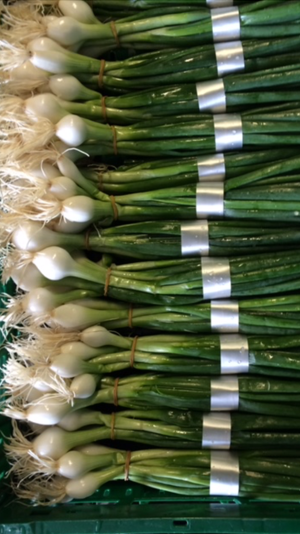 banded, bundled onions