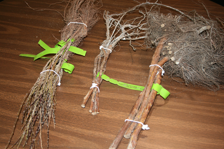 Bare Root, Tying, unitizing, multipacking, bundling, securing