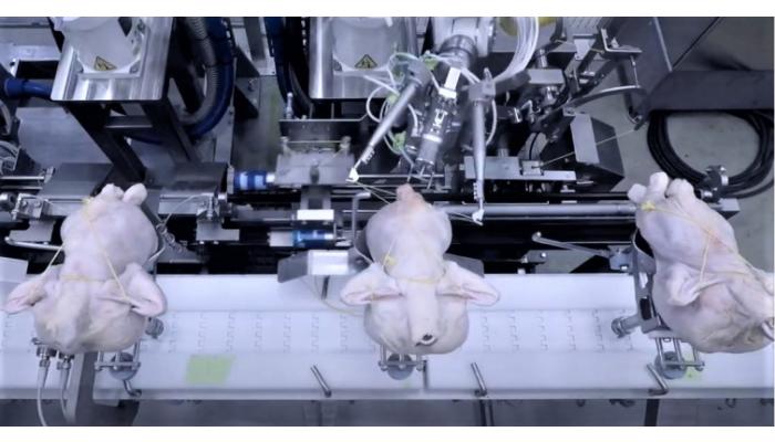 Automatic Chicken Trussing System - Scott Technology - Felins Packaging