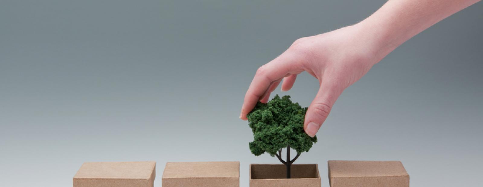 Hand putting a small tree in a box