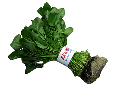 A bundle of fresh herbs, roots intact, secured with Felins branded banding.