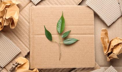 Cardboard box with leaf