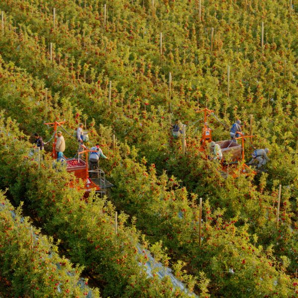 Aerial-Harvest-Apples-Stemilt-19 Aerial-Harvest-Apples-Stemilt-19