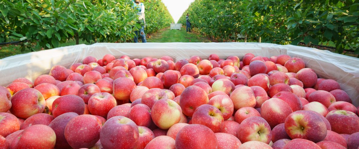 Stemilt Growers – Felins Packaging – Sweet Tango Apples Stemilt Growers - Felins Packaging - Sweet Tango Apples