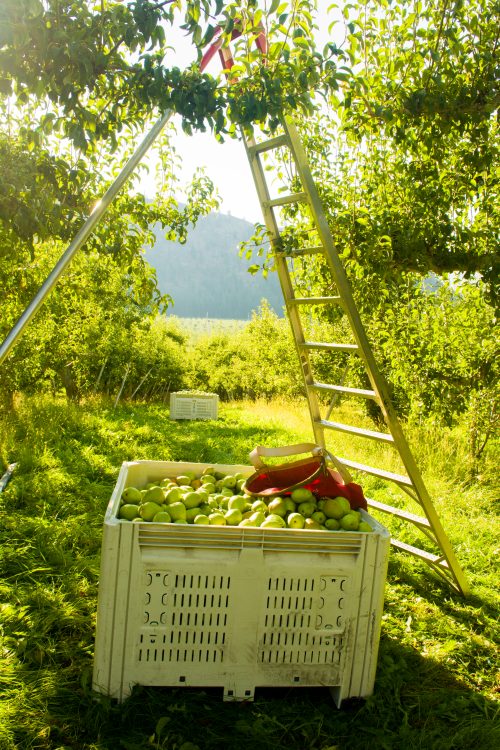 Organic Pears Stemilt – Felins Produce Packaging Solutions Organic Pears Stemilt - Felins Produce Packaging Solutions